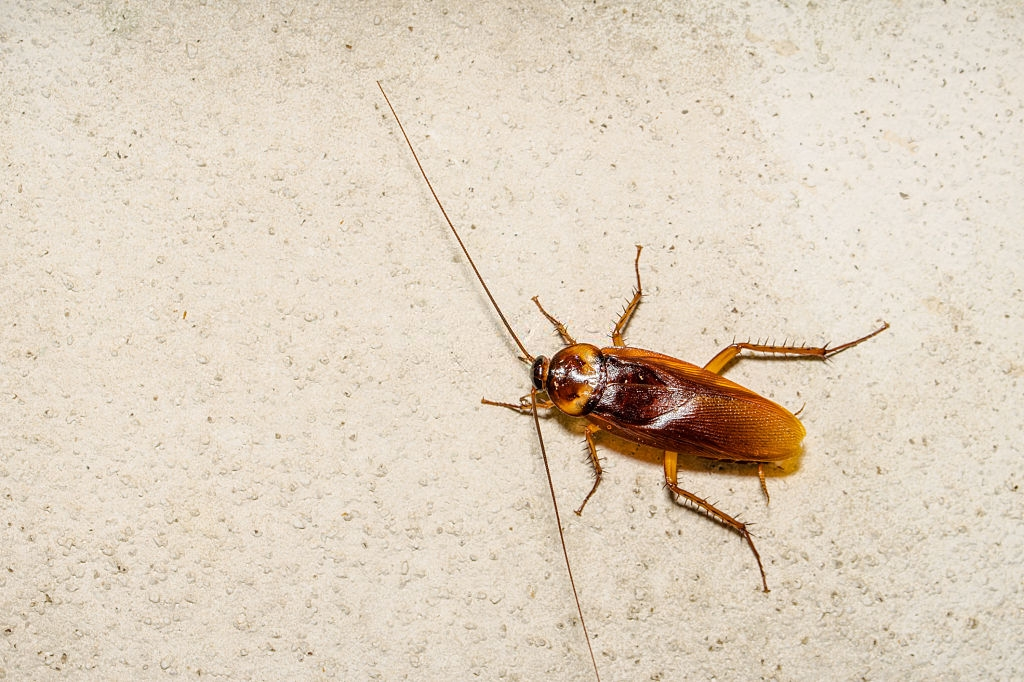 Cockroach Control, Pest Control in Erith Marshes, DA18. Call Now 020 8166 9746