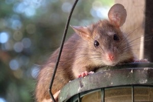 Rat Control, Pest Control in Erith Marshes, DA18. Call Now 020 8166 9746