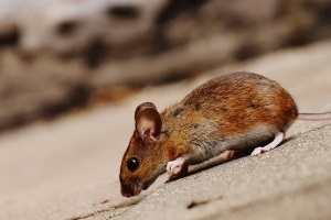 Mice Exterminator, Pest Control in Erith Marshes, DA18. Call Now 020 8166 9746