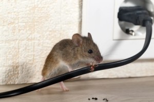 Mice Control, Pest Control in Erith Marshes, DA18. Call Now 020 8166 9746