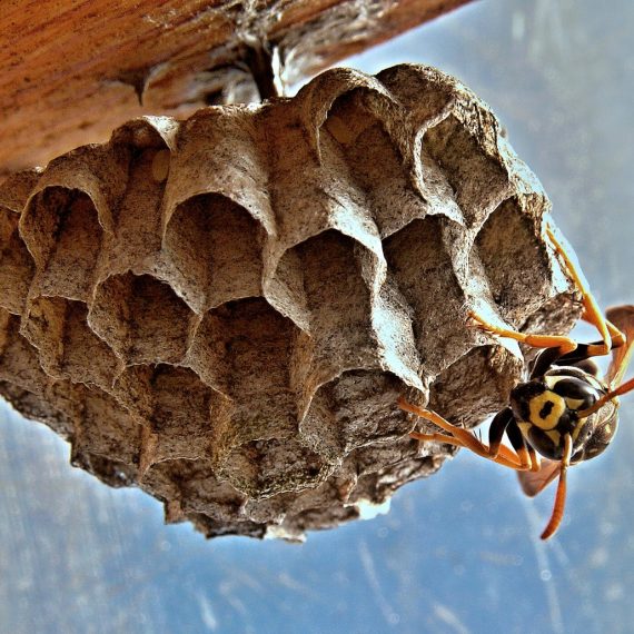 Wasps Nest, Pest Control in Erith Marshes, DA18. Call Now! 020 8166 9746