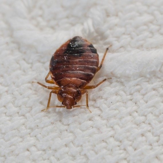Bed Bugs, Pest Control in Erith Marshes, DA18. Call Now! 020 8166 9746