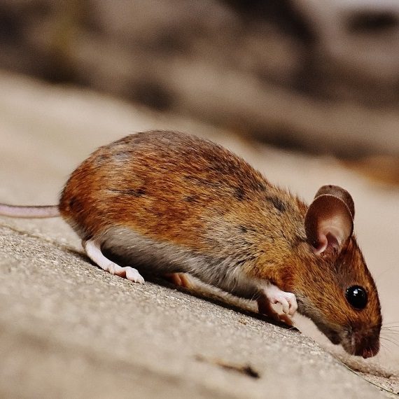 Mice, Pest Control in Erith Marshes, DA18. Call Now! 020 8166 9746