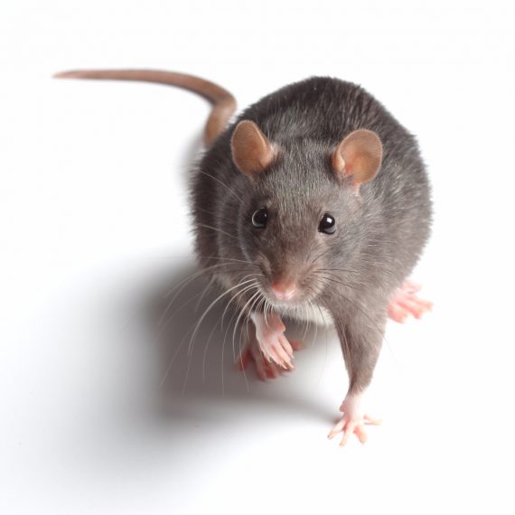 Rats, Pest Control in Erith Marshes, DA18. Call Now! 020 8166 9746